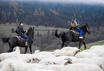 Aktu�lne m� st�do vy�e dvesto oviec. Sn�mka: Marianna Hal�skov�