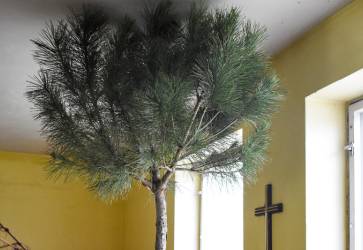 Z dreva píniovej borovice bol kríž, na ktorom zomrel Pán Ježiš. Snímka: KN/Monika Šimoničová