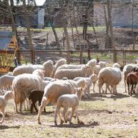Chov oviec ako zmysluplná terapia - fotogaléria