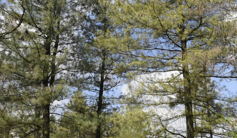 Mlčať je viac ako zlato Mlčať je viac ako zlato