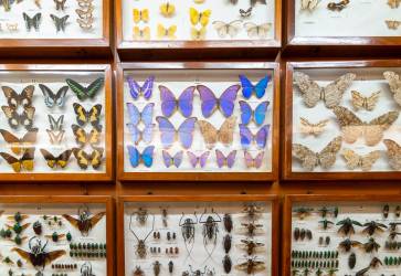 Návštevníci misijného múzea môžu obdivovať neónovo modré morfové amazonské motýle, desaťcentimetrových kamerunských chrobákov Goliášov, nebezpečné tarantuly aj jedovatých škorpiónov. Našťastie len za sklom. Snímka: Erika Litváková