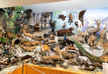 Zbierku asi 250 zvierat získali v roku 2008 od nemeckých spolubratov z Bad Driburgu. Snímka: Erika Litváková