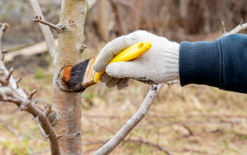 Nesprávny rez môže úrodu znížiť i oddialiť Nesprávny rez môže úrodu znížiť i oddialiť