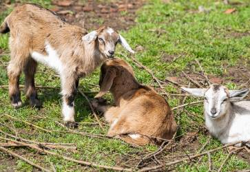 „Kozičkám aj ovečkám musíme hneď po narodení pichnúť selén. Vďaka nemu sa im darí lepšie.“ Snímka: Erika Litváková