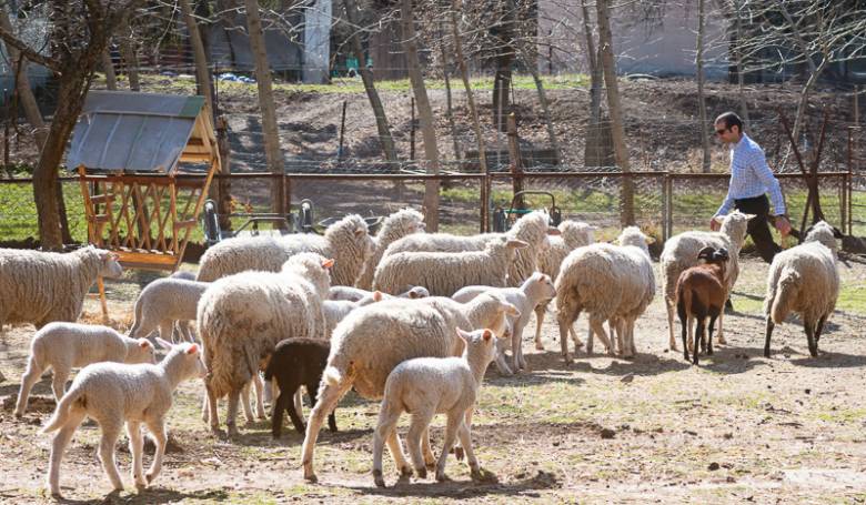 Chov oviec ako zmyslupln� terapia - fotogal�ria