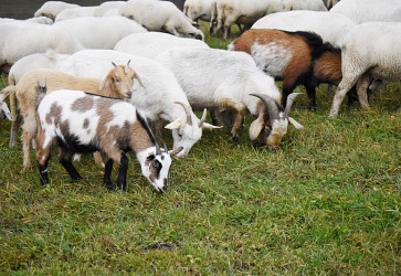 Vlado Trnka dnes u� m�lokedy chod� na pa�u so psami, sta�� mu mocne zvola� a st�do vie, �o m� urobi�. Sn�mka: Marianna Hal�skov�