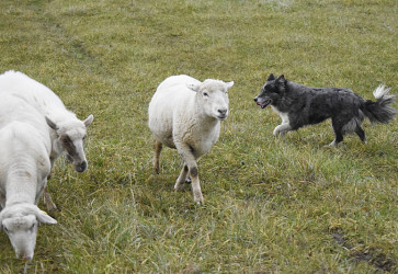 Sala� Trnkovcov sa nach�dza v Dolnej Ti�ine. Sn�mka: Marianna Hal�skov�