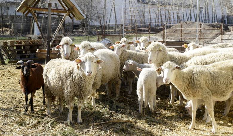 Chov oviec ako zmysluplná terapia