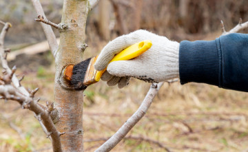 Nespr�vny rez m��e �rodu zn�i� i oddiali�