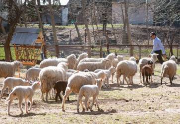 V súčasnosti chovajú v Močenku štrnásť hnedých a približne tridsaťpäť bielych dospelých oviec. K tomu ešte treba pripočítať jahňatá. Snímka: Erika Litváková