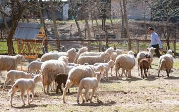 Chov oviec ako zmysluplná terapia - fotogaléria