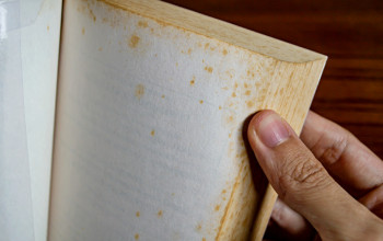 Tvorbu plesn� na knih�ch podnecuje prach