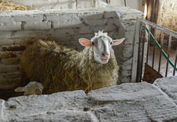 Každodenná práca si vyžaduje aj starostlivosť o zvieratá. Medzi ne patria okrem iného aj ovečky. Snímka: KN/Erika Litváková