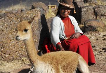 Peruánka s lamou